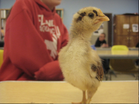 Photo of a baby chick in classroom. Caption: Some Sturgis Brown agriculture students raise animals like chicks and pigs.